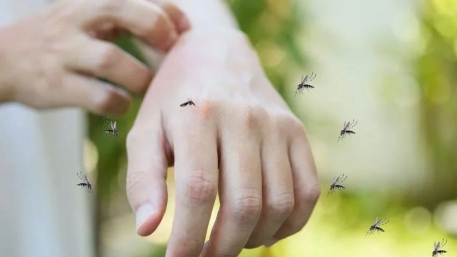 Mosquito_cover