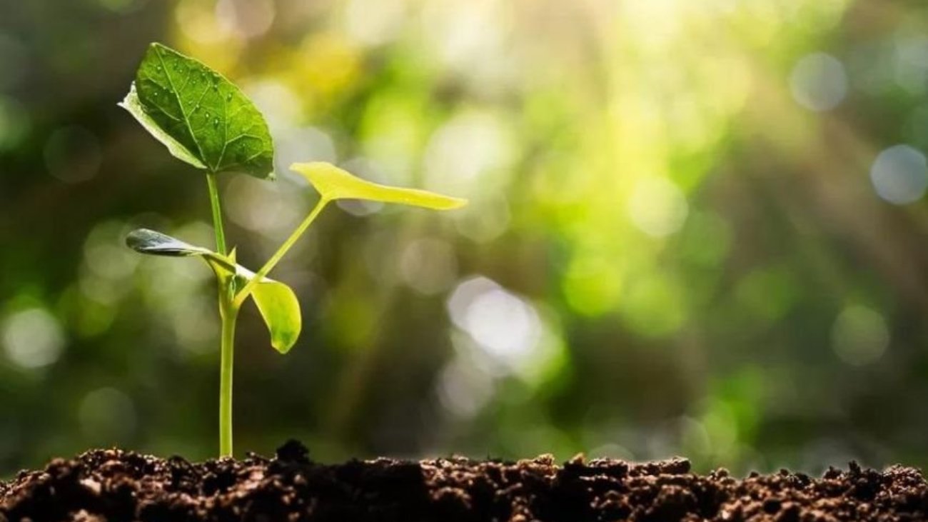 Plant-canva