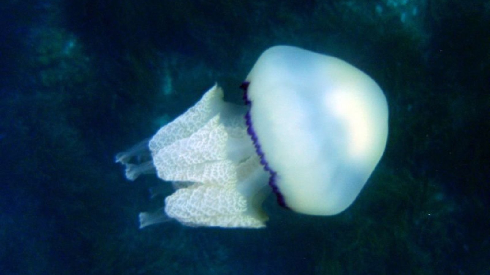 cover_jellyfish