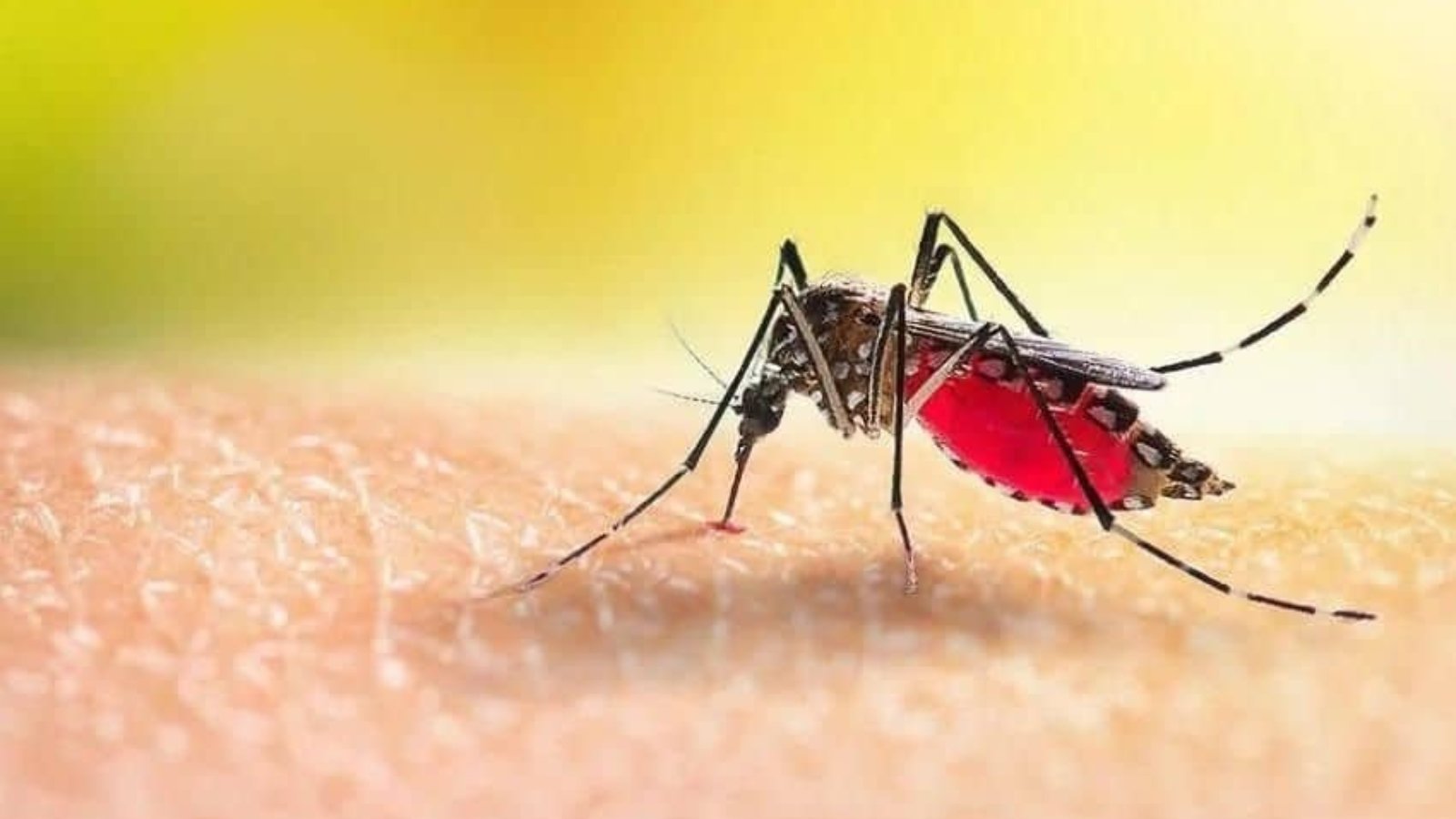 mosquito_cover-1
